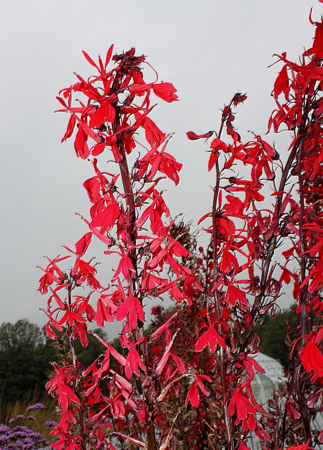 Изображение особи Lobelia cardinalis.