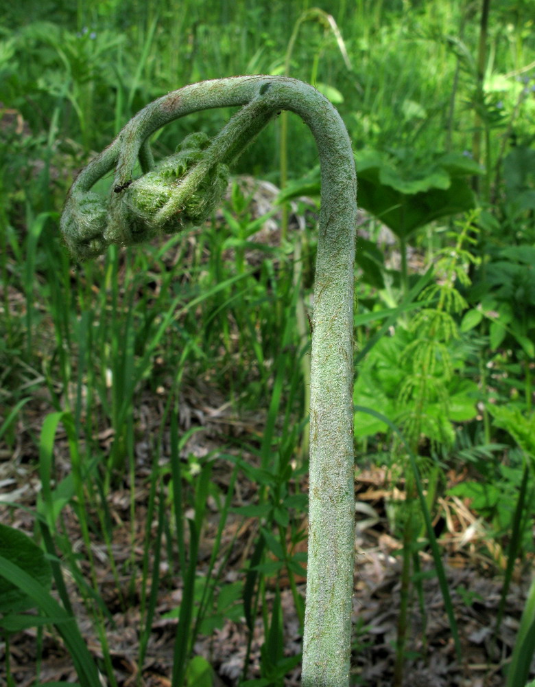 Image of Pteridium pinetorum ssp. sajanense specimen.