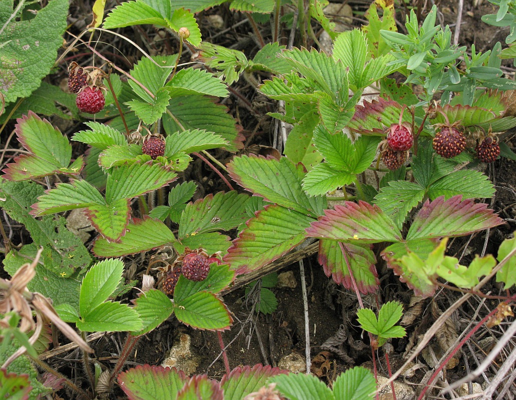 Изображение особи Fragaria viridis.