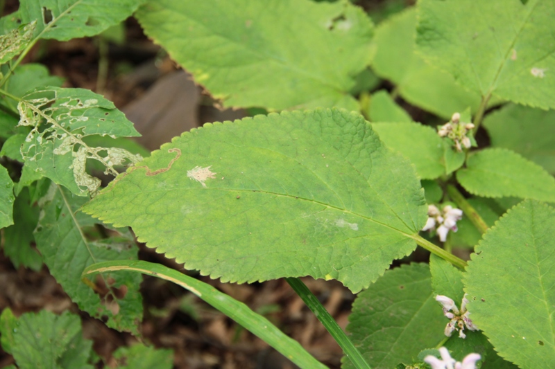 Изображение особи Phlomoides maximowiczii.