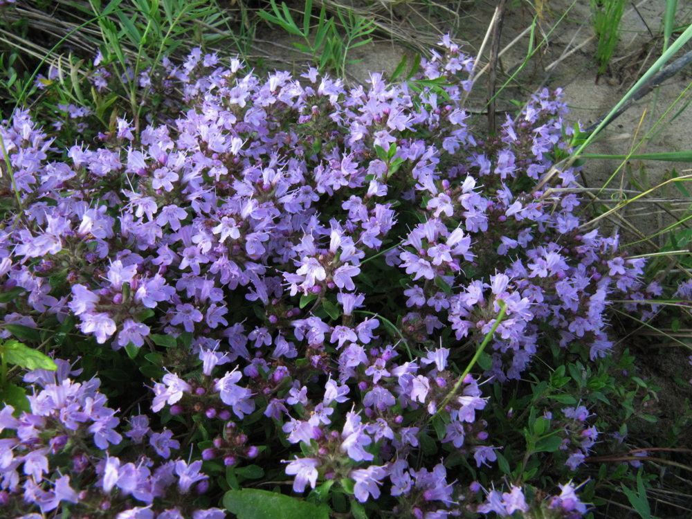 Image of genus Thymus specimen.