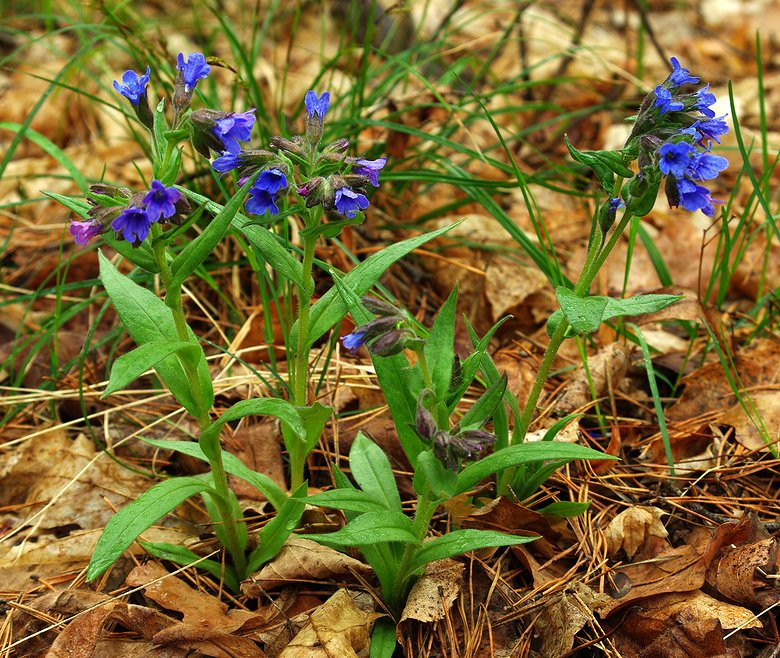 Изображение особи Pulmonaria angustifolia.