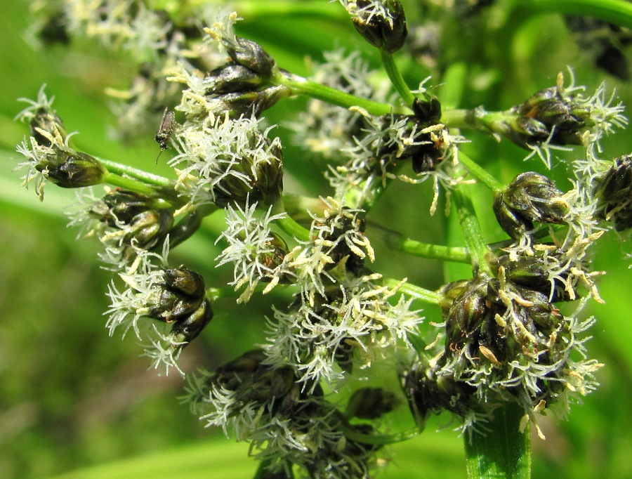 Изображение особи Scirpus sylvaticus.