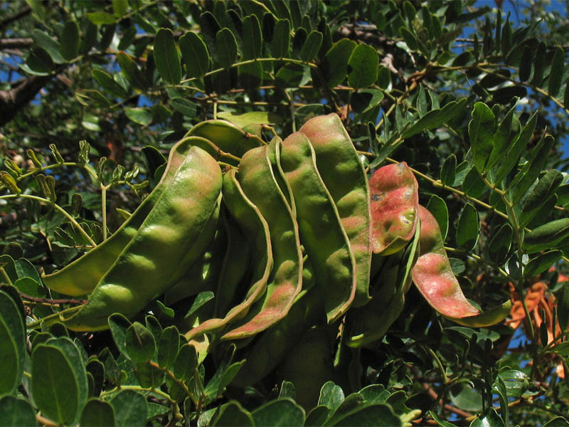 Image of Caesalpinia spinosa specimen.