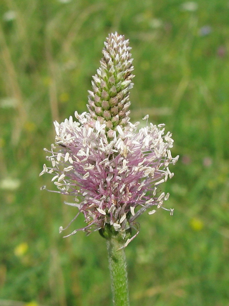 Image of Plantago maxima specimen.