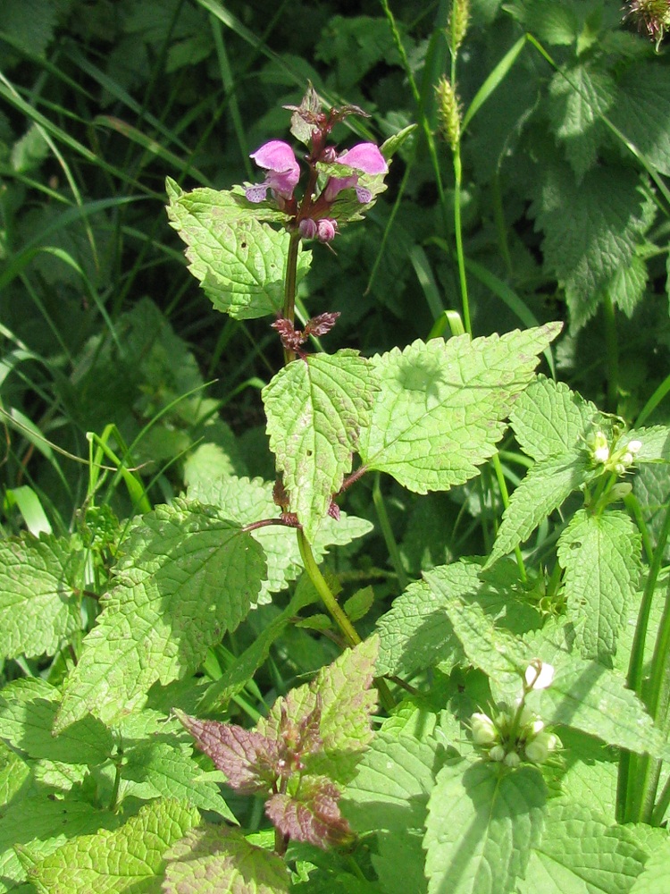 Image of Lamium maculatum specimen.