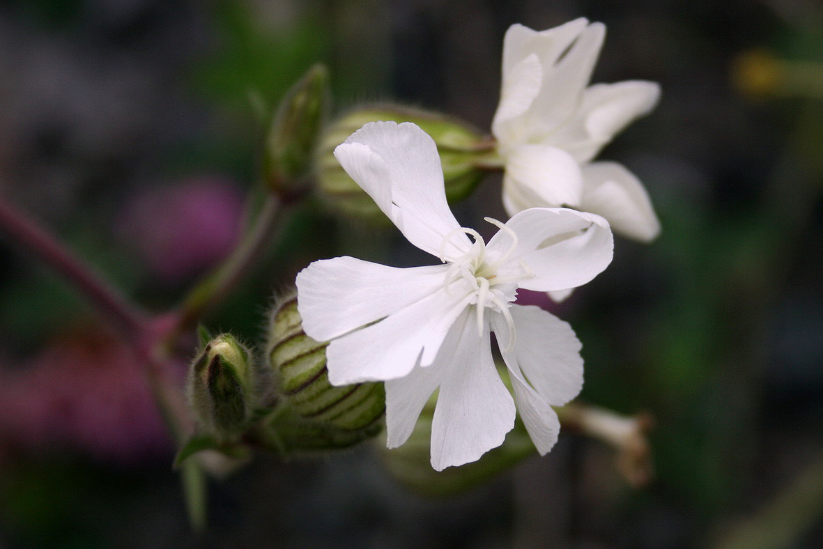 Image of Melandrium album specimen.