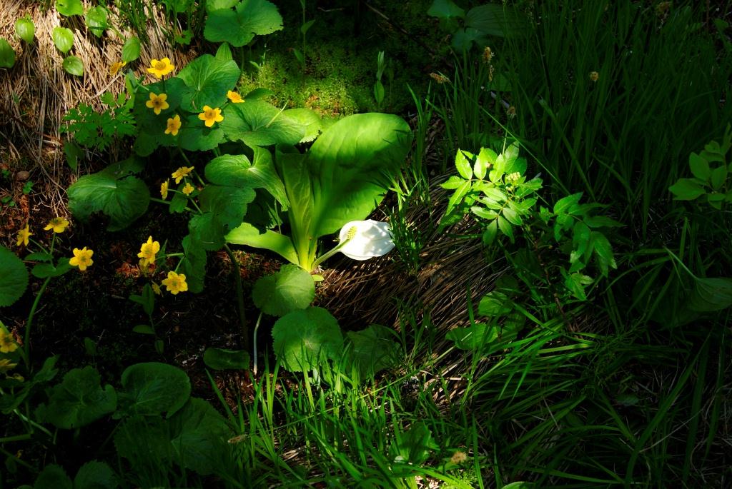 Изображение особи Lysichiton camtschatcensis.