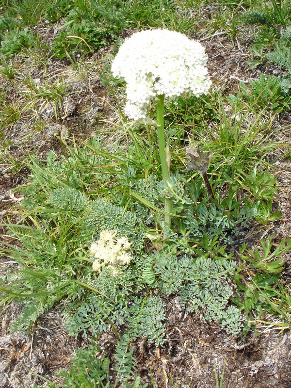 Image of Phlojodicarpus villosus specimen.