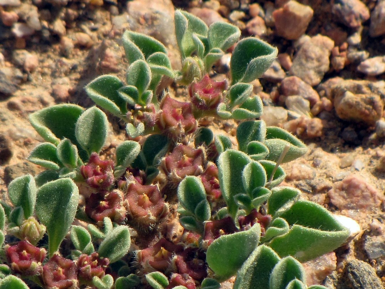 Image of Aizoon canariense specimen.