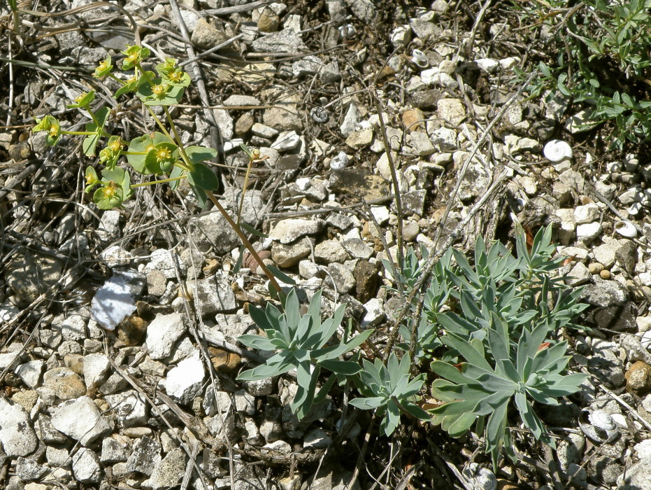 Изображение особи Euphorbia petrophila.