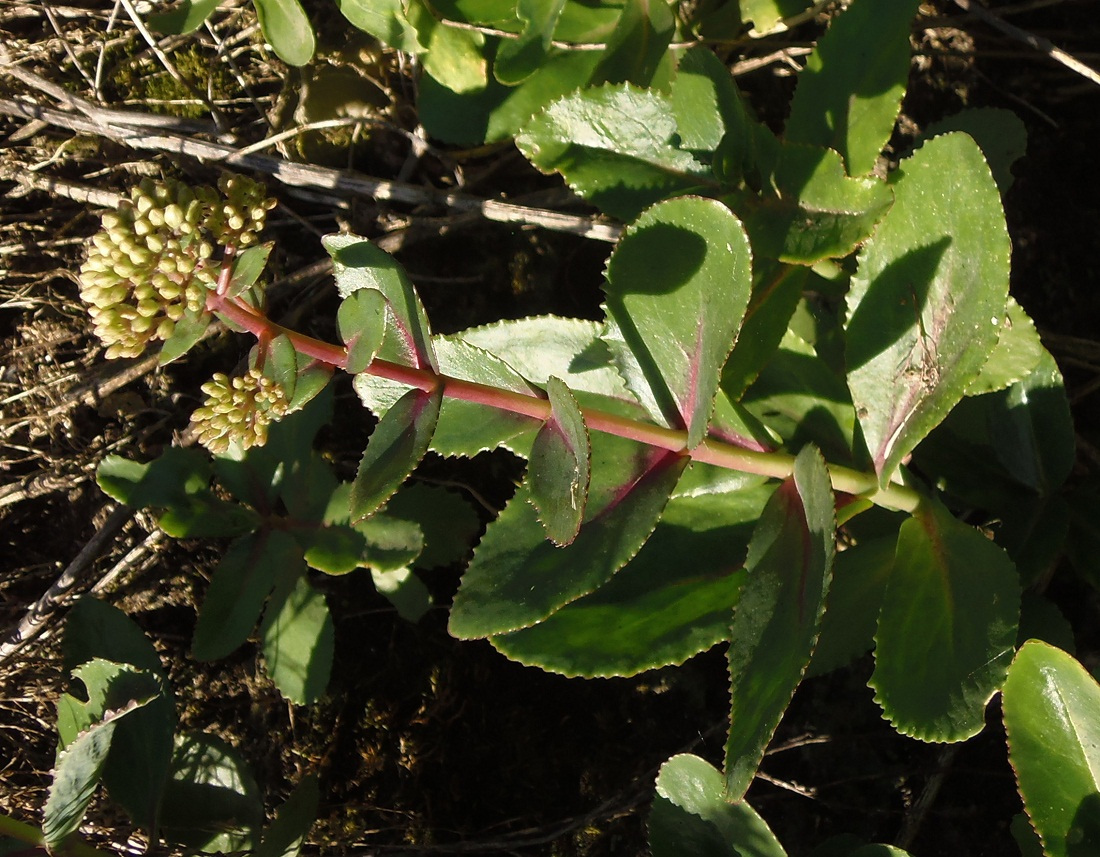 Image of Hylotelephium stepposum specimen.