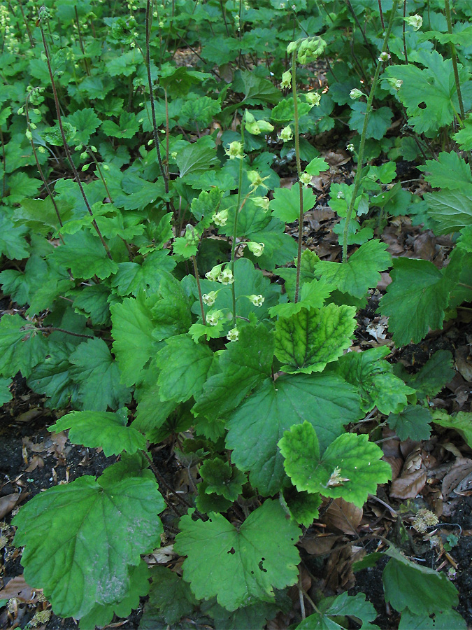 Image of Tellima grandiflora specimen.