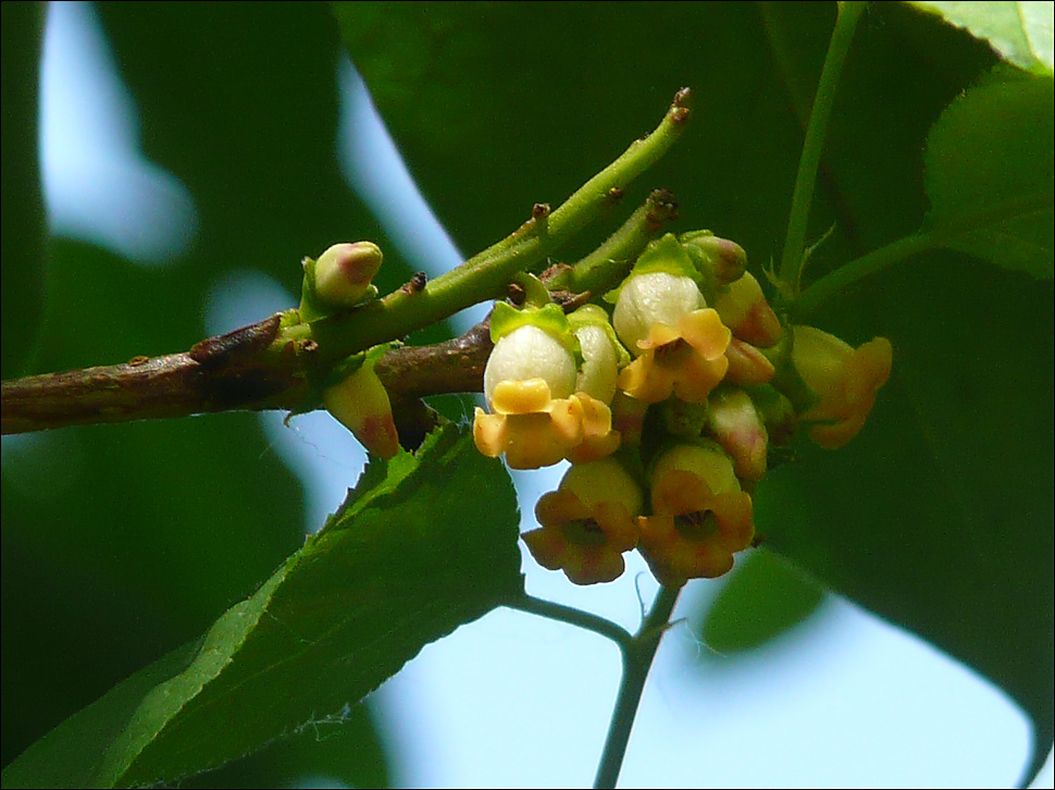 Image of Diospyros lotus specimen.