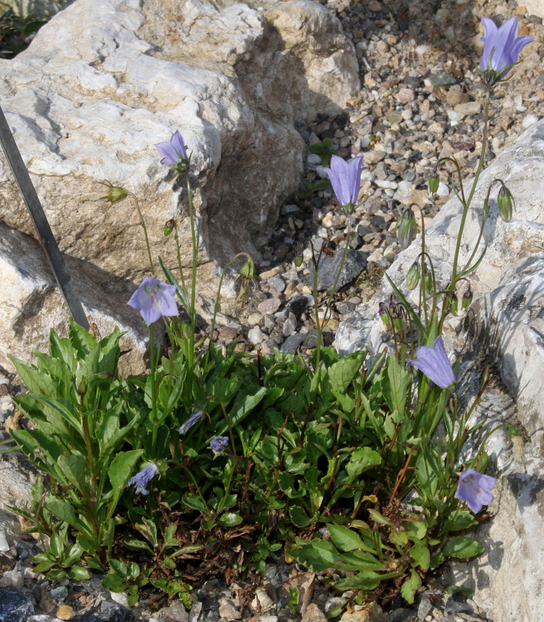 Image of Campanula cochleariifolia specimen.