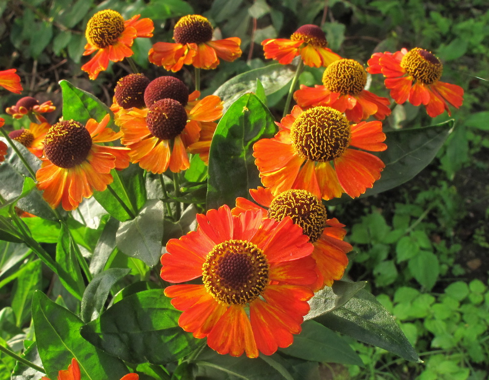 Image of Helenium autumnale specimen.