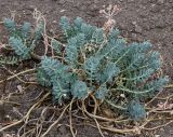 Euphorbia myrsinites. Отплодоносившее растение. Германия, г. Krefeld, Ботанический сад. 06.08.2013.