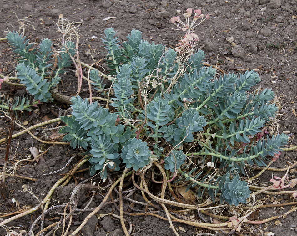 Image of Euphorbia myrsinites specimen.