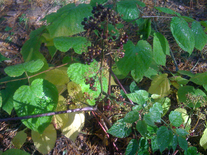 Image of Aralia racemosa specimen.