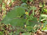 Sonchus oleraceus. Верхушка цветущего побега. Беларусь, г. Гродно. 01.11.2013.