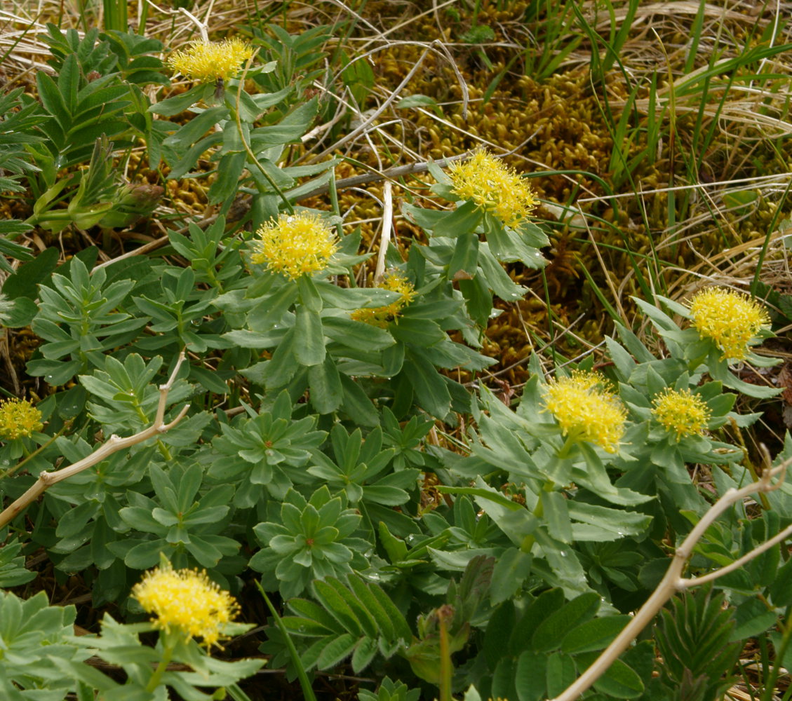 Image of Rhodiola rosea specimen.