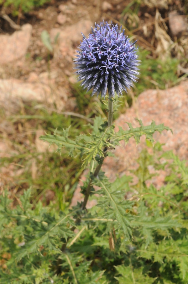 Изображение особи Echinops chantavicus.