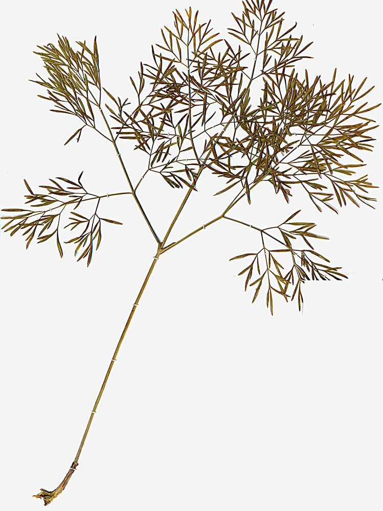 Image of Peucedanum ruthenicum specimen.