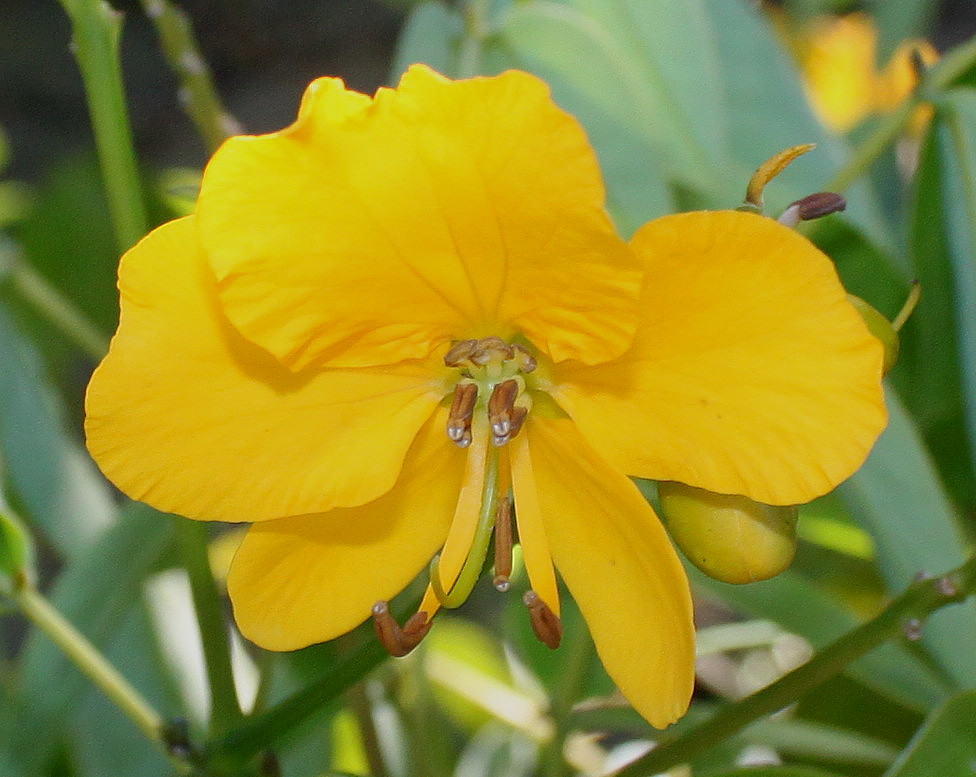 Image of Senna &times; floribunda specimen.