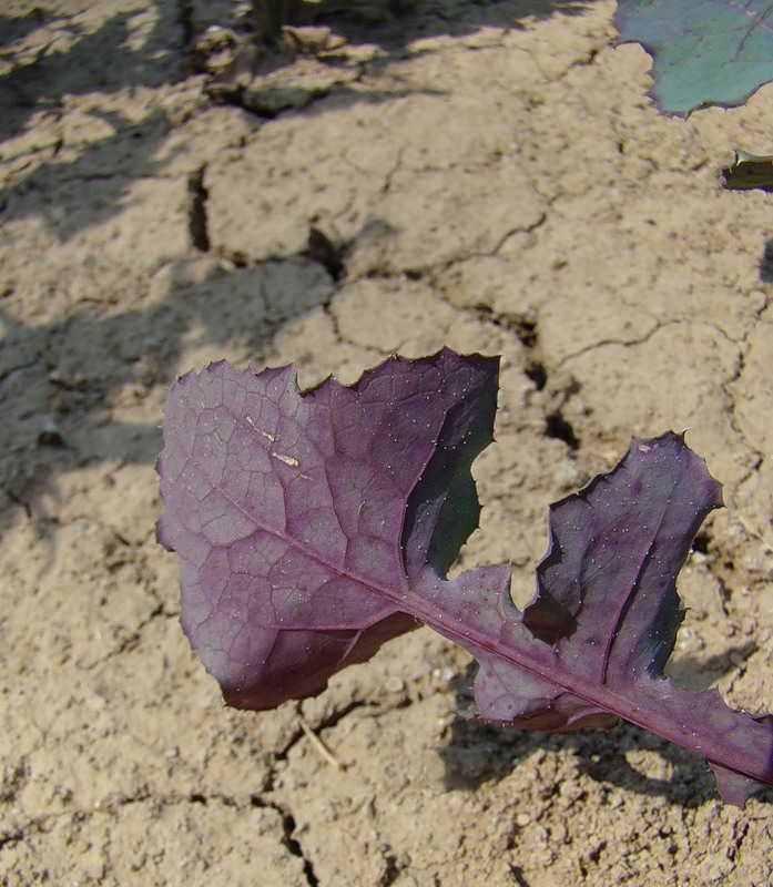 Изображение особи Sonchus oleraceus.