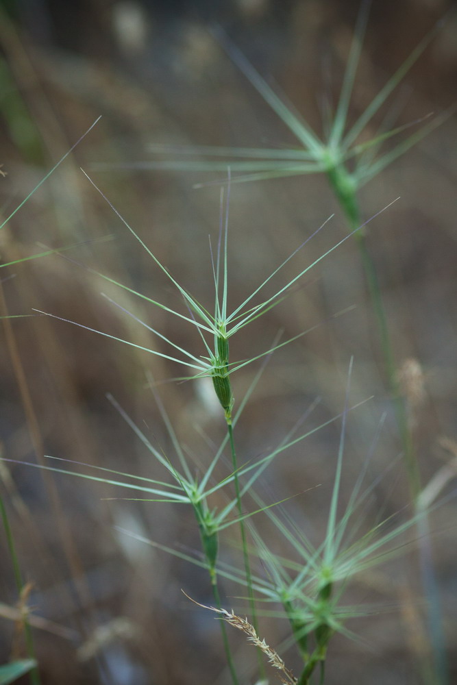 Изображение особи Aegilops biuncialis.