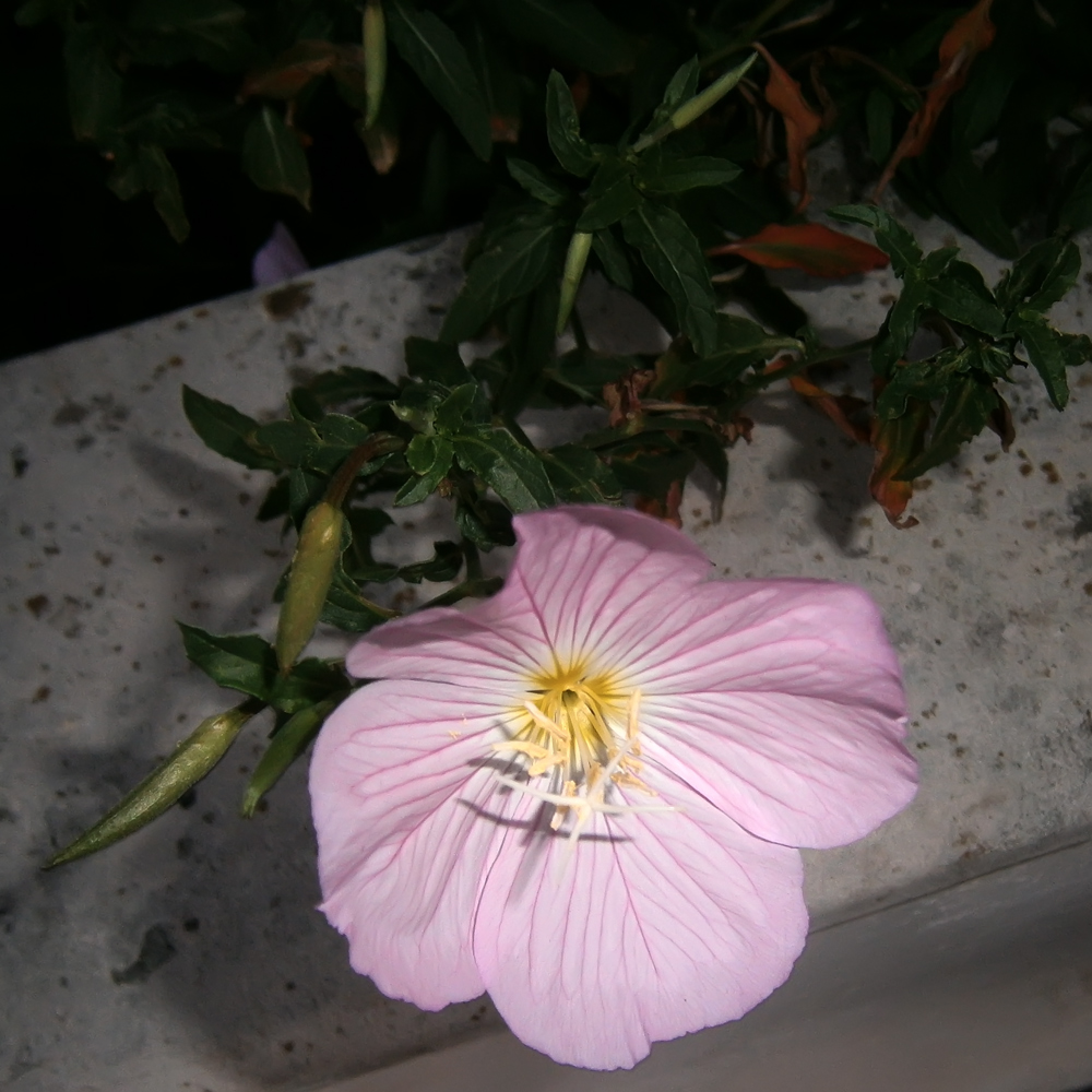 Изображение особи Oenothera speciosa.