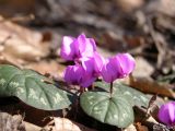 Cyclamen coum