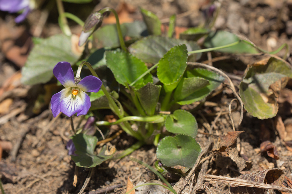 Image of Viola suavis specimen.