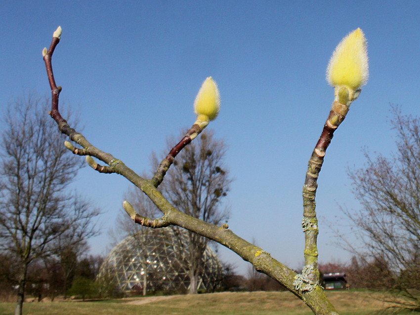 Изображение особи Magnolia denudata.