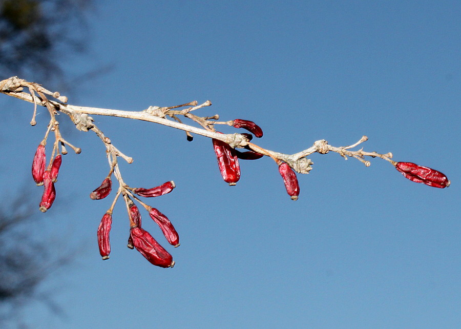 Image of Berberis vulgaris specimen.