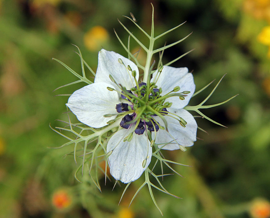 Image of Nigella damascena specimen.