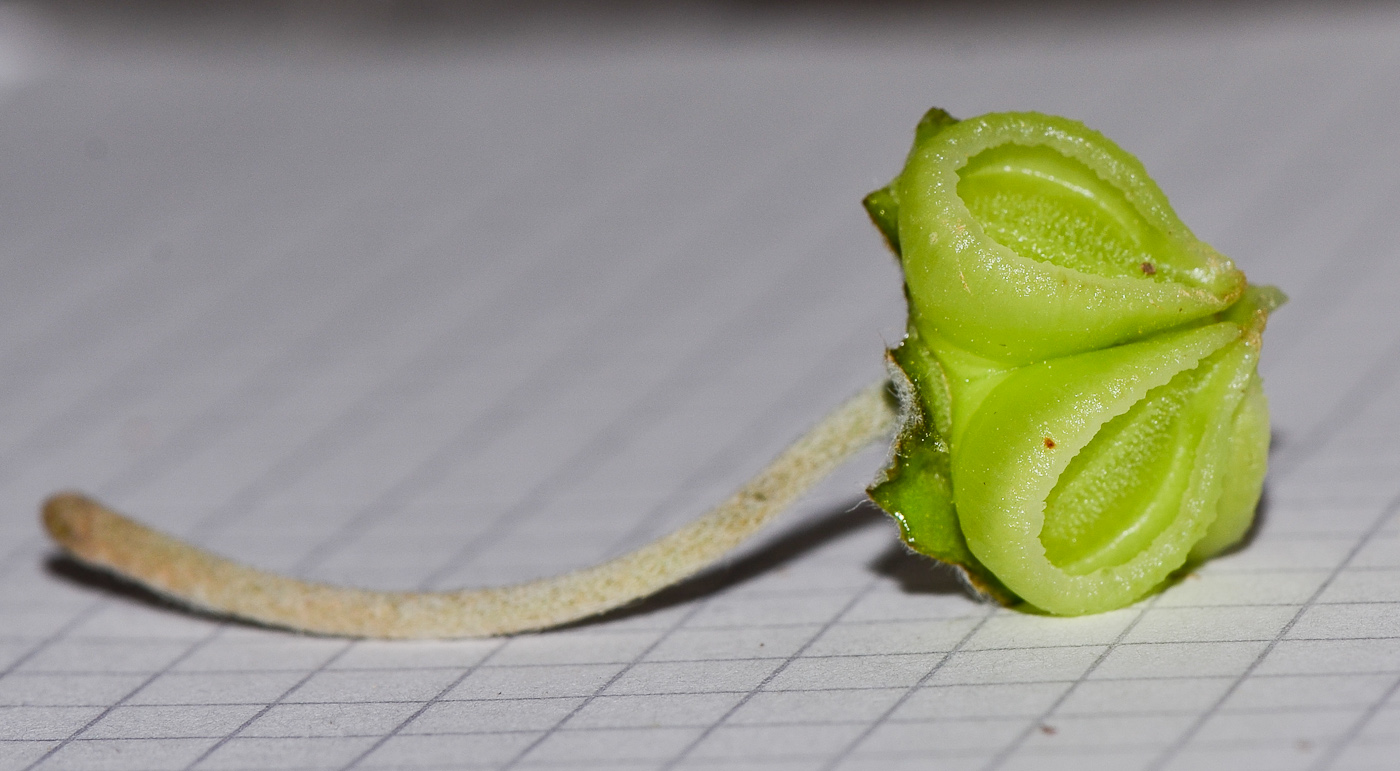 Image of Trichodesma boissieri specimen.