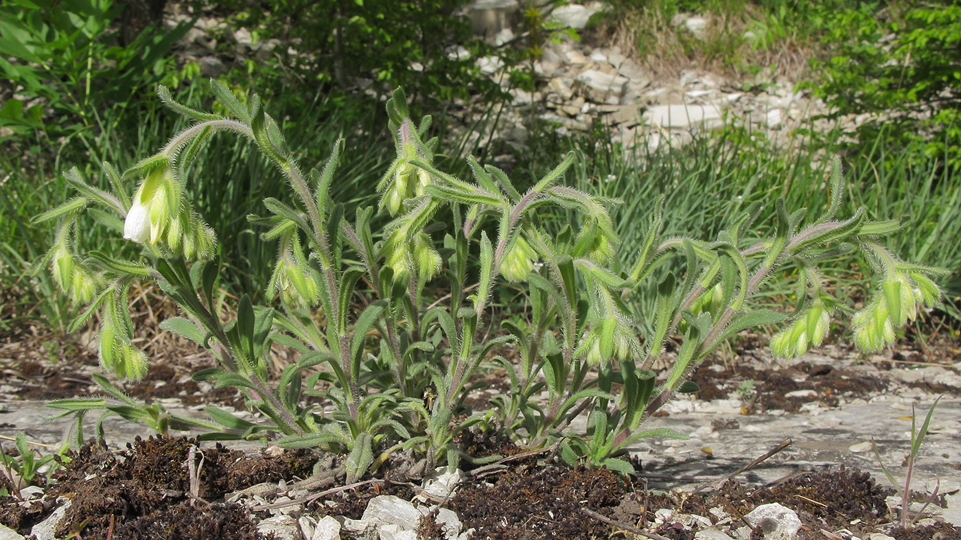 Image of Onosma montana specimen.