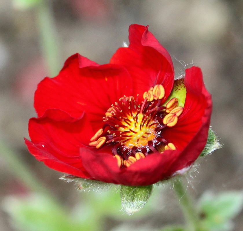 Изображение особи Potentilla argyrophylla var. atrosanguinea.