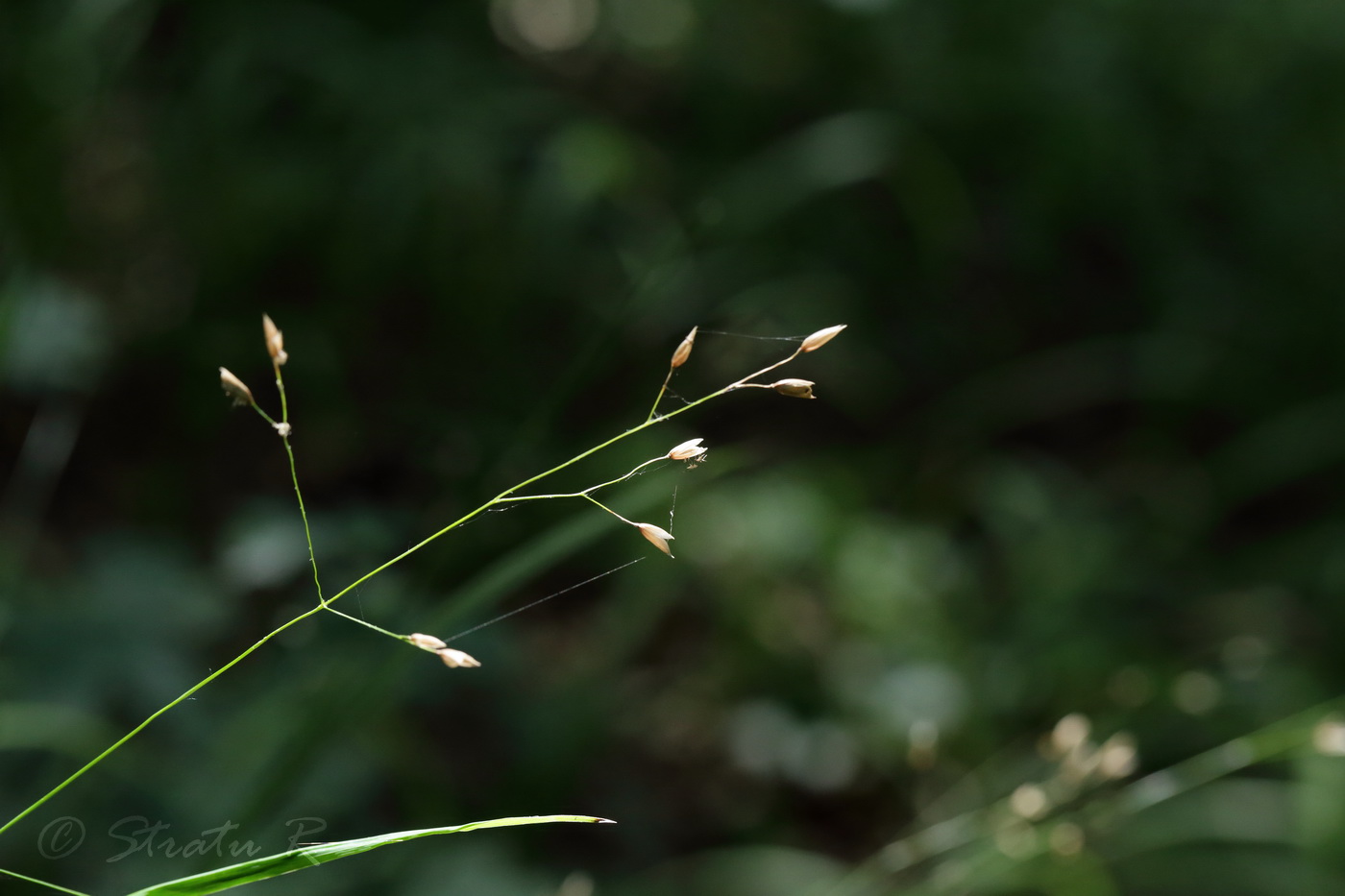 Image of Melica uniflora specimen.