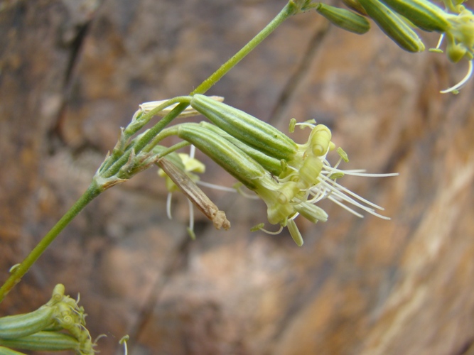 Изображение особи Silene pseudoholopetala.