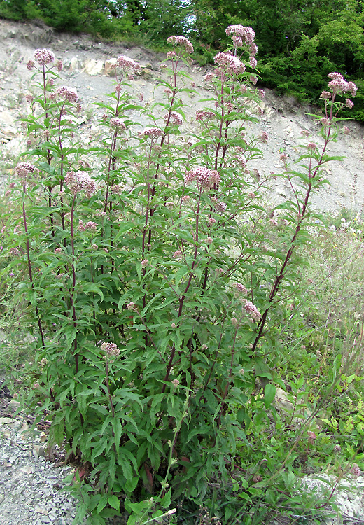 Image of Eupatorium cannabinum specimen.