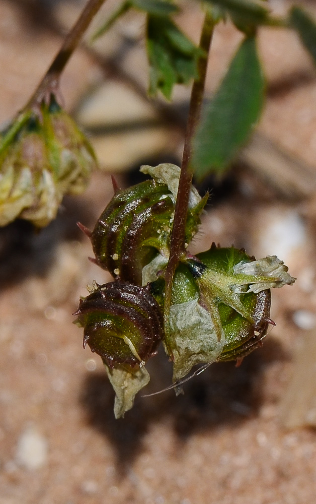 Изображение особи Medicago littoralis.