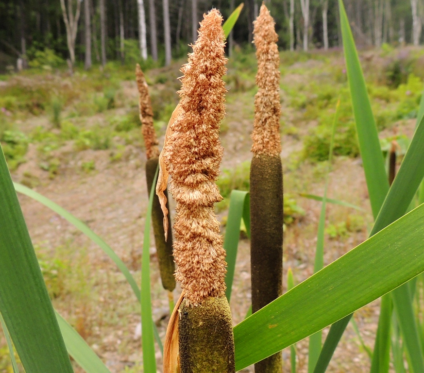 Изображение особи Typha latifolia.