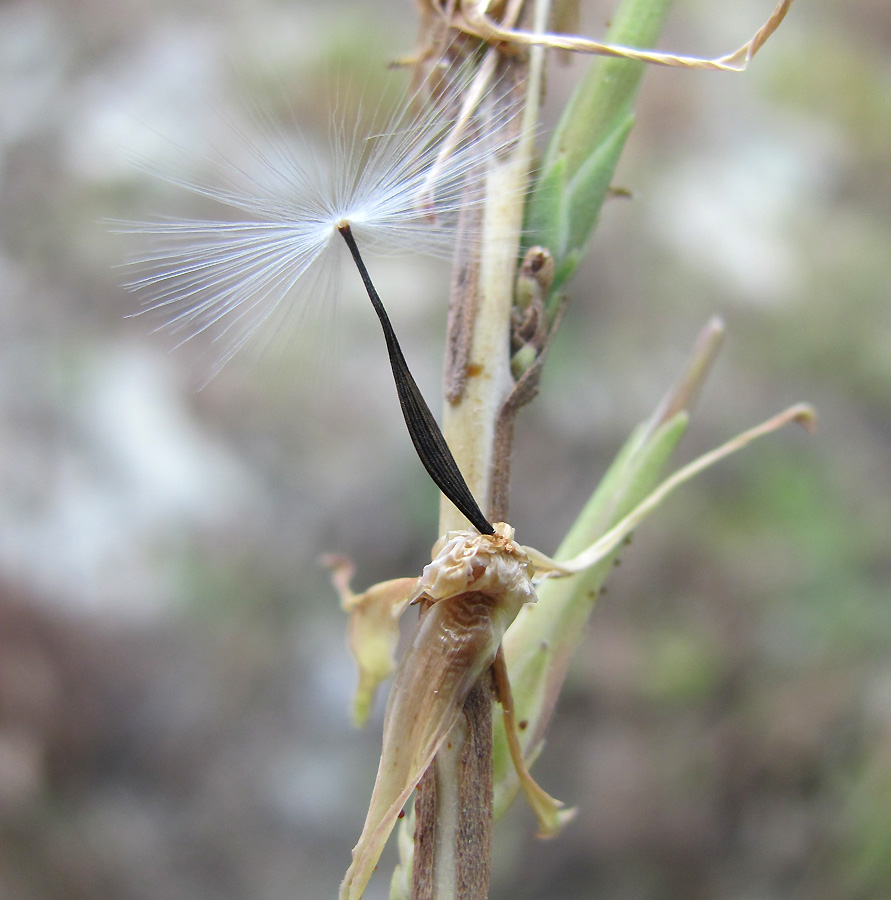 Image of Scariola viminea specimen.