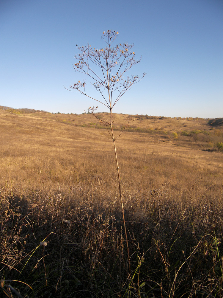 Image of Ferulago galbanifera specimen.