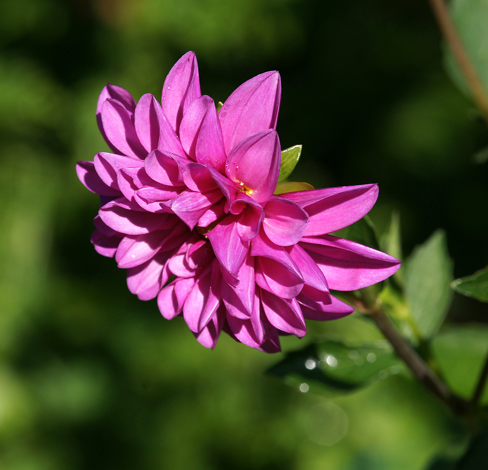 Image of genus Dahlia specimen.