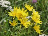 Hieracium umbellatum