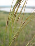 Stipa anomala. Часть соцветия в период цветения. Ставропольский кр., окр. оз. Соленого, близ г. Светлограда. 22.05.2009.