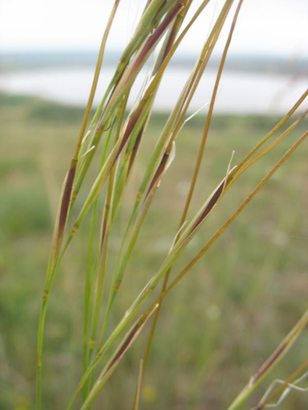 Image of Stipa anomala specimen.